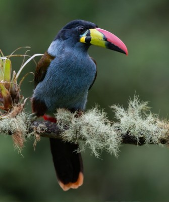 Birding Colombia, Bird watching South America, Nature Tour, Naturalist Journeys, Wildlife Tour, Wildlife Photography, Ecotourism, Specialty Birds, Birding Hotspot, Endemic Birds