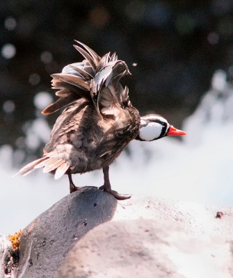 Birding Colombia, Bird watching South America, Nature Tour, Naturalist Journeys, Wildlife Tour, Wildlife Photography, Ecotourism, Specialty Birds, Birding Hotspot, Endemic Birds