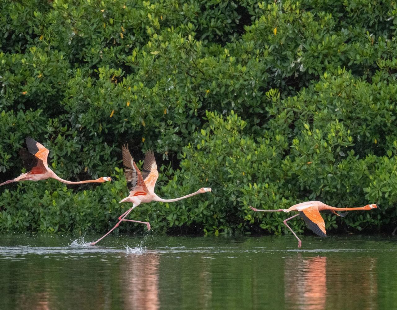 Birding Trinidad & Tobago, Bird watching Trinidad & Tobago, Naturalist Journeys, Wildlife Tour, Wildlife Photography, Ecotourism, Specialty Birds, Birding Hotspot, Asa Wright Nature Center