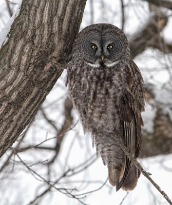 Birding Yellowstone, Wolf Watching Yellowstone, National Park, Naturalist Journeys, Wildlife Tour, Wildlife Photography, Ecotourism, Specialty Birds, Yellowstone National Park