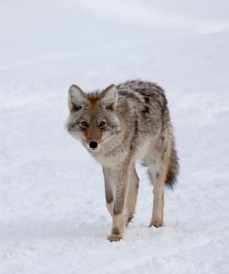 Birding Yellowstone, Wolf Watching Yellowstone, National Park, Naturalist Journeys, Wildlife Tour, Wildlife Photography, Ecotourism, Specialty Birds, Yellowstone National Park