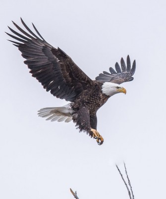 Birding Yellowstone, Wolf Watching Yellowstone, National Park, Naturalist Journeys, Wildlife Tour, Wildlife Photography, Ecotourism, Specialty Birds, Yellowstone National Park