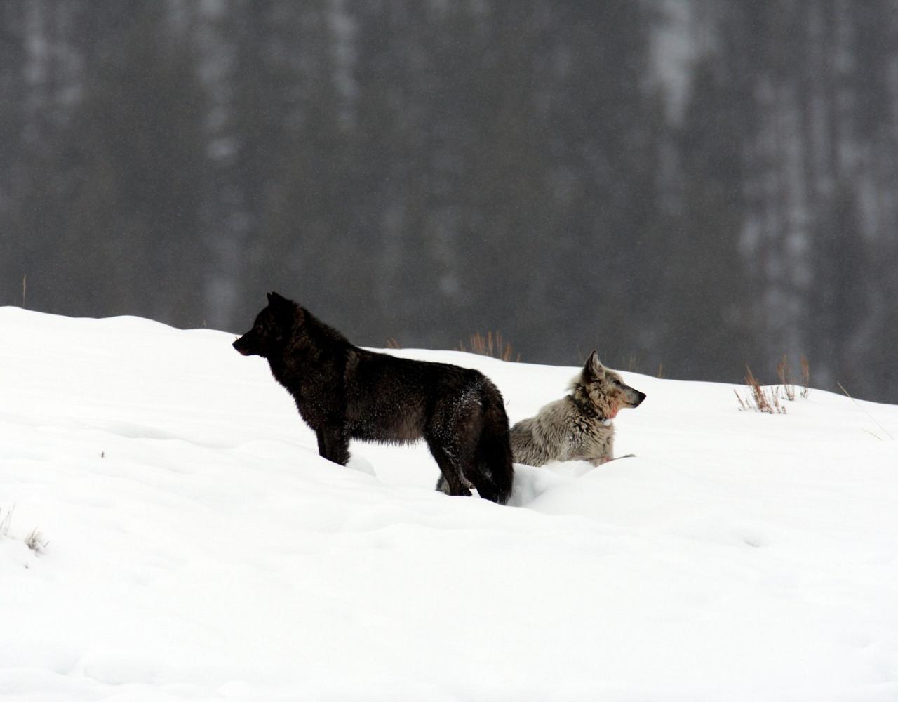 Birding Yellowstone, Wolf Watching Yellowstone, National Park, Naturalist Journeys, Wildlife Tour, Wildlife Photography, Ecotourism, Specialty Birds, Yellowstone National Park