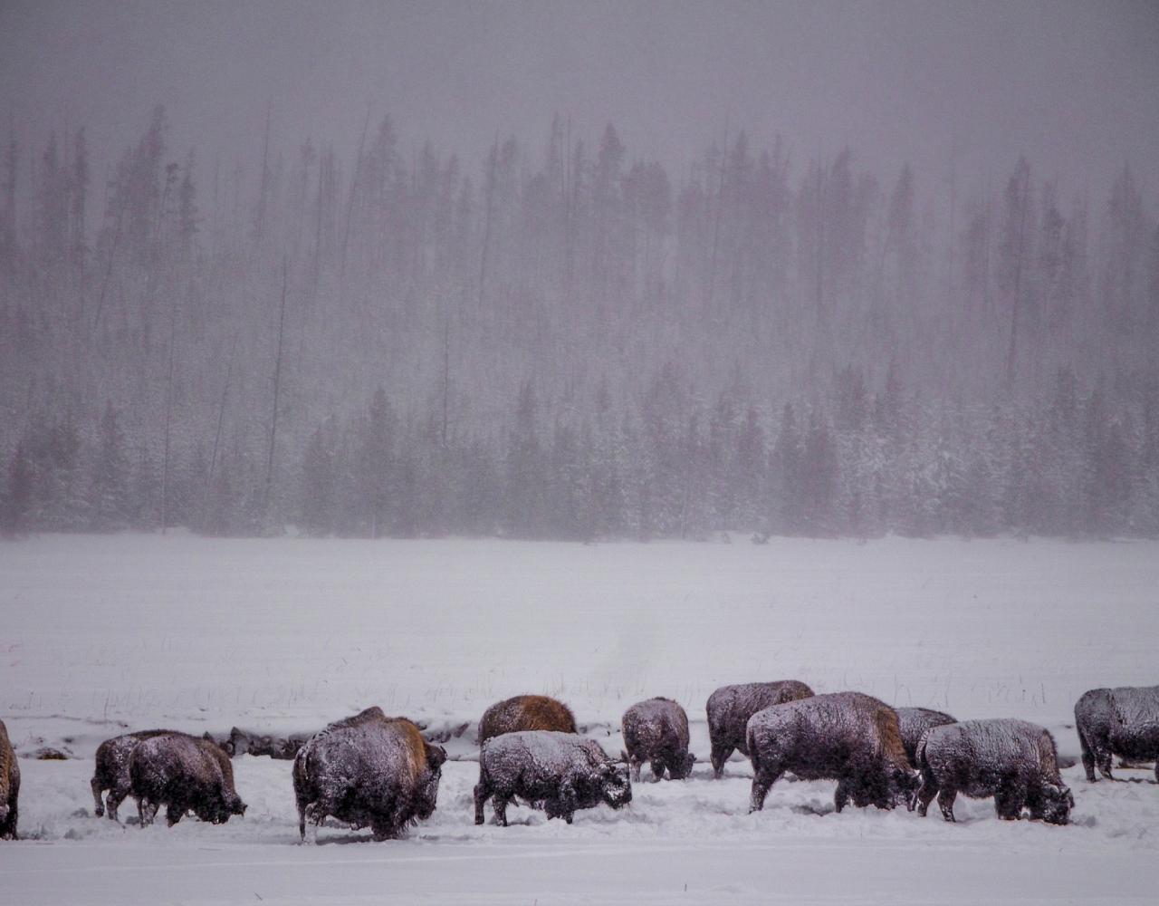 Birding Yellowstone, Wolf Watching Yellowstone, National Park, Naturalist Journeys, Wildlife Tour, Wildlife Photography, Ecotourism, Specialty Birds, Yellowstone National Park