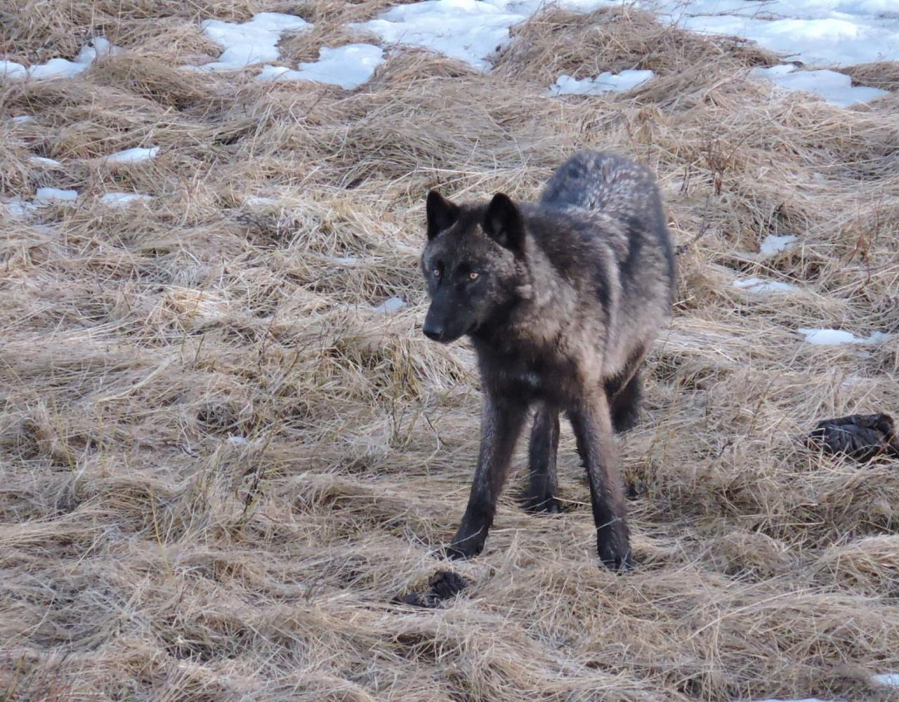 Birding Yellowstone, Wolf Watching Yellowstone, National Park, Naturalist Journeys, Wildlife Tour, Wildlife Photography, Ecotourism, Specialty Birds, Yellowstone National Park