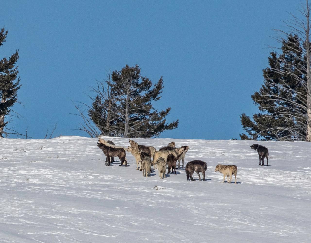 Birding Yellowstone, Wolf Watching Yellowstone, National Park, Naturalist Journeys, Wildlife Tour, Wildlife Photography, Ecotourism, Specialty Birds, Yellowstone National Park