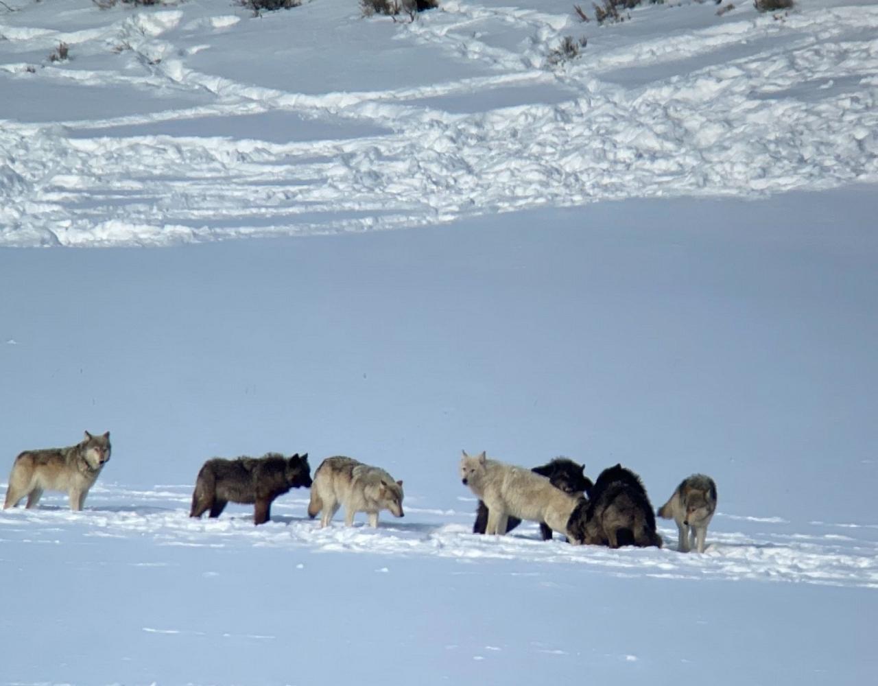 Birding Yellowstone, Wolf Watching Yellowstone, National Park, Naturalist Journeys, Wildlife Tour, Wildlife Photography, Ecotourism, Specialty Birds, Yellowstone National Park