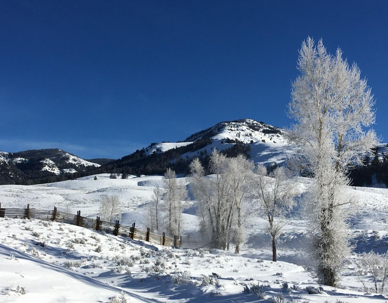 Birding Yellowstone, Wolf Watching Yellowstone, National Park, Naturalist Journeys, Wildlife Tour, Wildlife Photography, Ecotourism, Specialty Birds, Yellowstone National Park