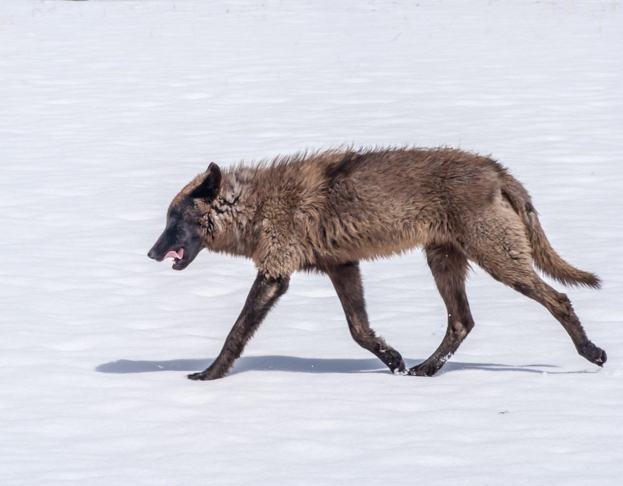 Birding Yellowstone, Wolf Watching Yellowstone, National Park, Naturalist Journeys, Wildlife Tour, Wildlife Photography, Ecotourism, Specialty Birds, Yellowstone National Park