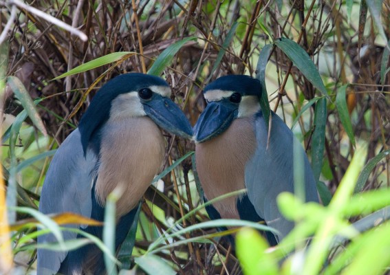 Boat-billed Heron, Guatemala, Guatemala Nature Trip, Guatemala Birding Trip, Tikal Nature Tour, Tikal Birding Tour, Naturalist Journeys