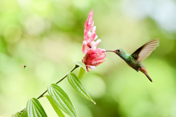 Rufous-tailed Hummingbird, Guatemala, Guatemala Nature Trip, Guatemala Birding Trip, Tikal Nature Tour, Tikal Birding Tour, Naturalist Journeys