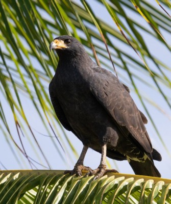 Birding Trinidad & Tobago, Bird watching Trinidad & Tobago, Naturalist Journeys, Wildlife Tour, Wildlife Photography, Ecotourism, Specialty Birds, Birding Hotspot, Asa Wright Nature Center