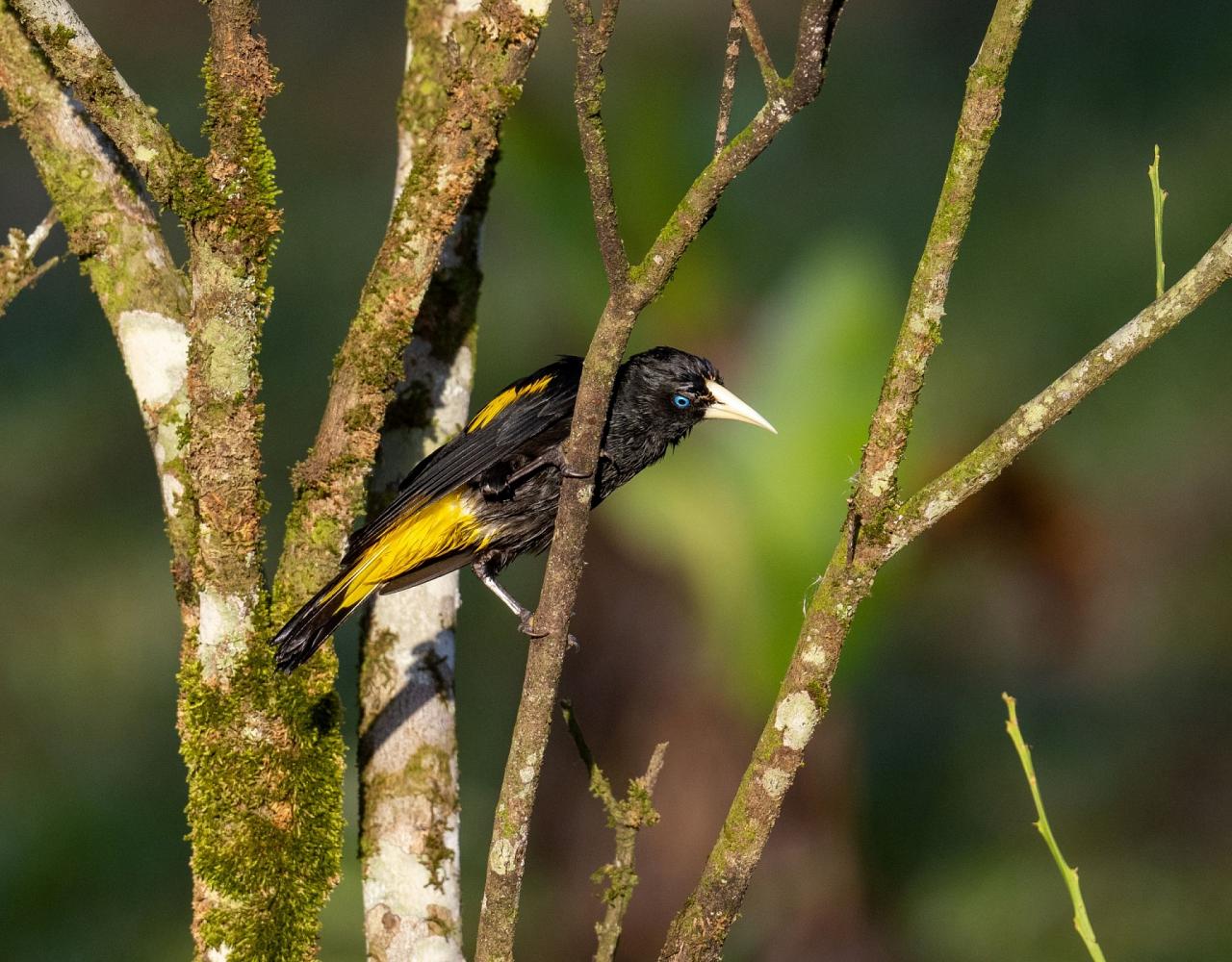 Birding Trinidad & Tobago, Bird watching Trinidad & Tobago, Naturalist Journeys, Wildlife Tour, Wildlife Photography, Ecotourism, Specialty Birds, Birding Hotspot, Asa Wright Nature Center