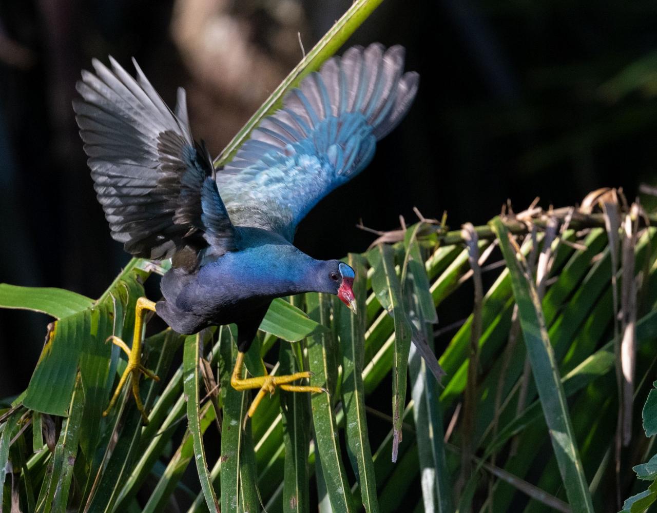 Birding Trinidad & Tobago, Bird watching Trinidad & Tobago, Naturalist Journeys, Wildlife Tour, Wildlife Photography, Ecotourism, Specialty Birds, Birding Hotspot, Asa Wright Nature Center