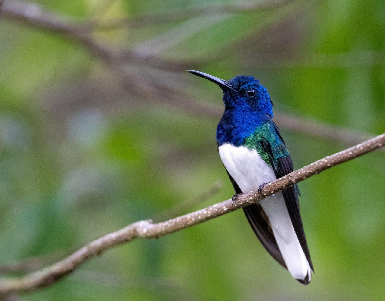 Birding Trinidad & Tobago, Bird watching Trinidad & Tobago, Naturalist Journeys, Wildlife Tour, Wildlife Photography, Ecotourism, Specialty Birds, Birding Hotspot, Asa Wright Nature Center