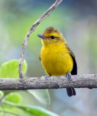 Golden Vireo, Birding Mexico, Bird watching Mexico, Oaxaca, Mexico, North American Birds, Naturalist Journeys, Wildlife Tour, Wildlife Photography, Ecotourism, Specialty Birds, Endemic Birds, Birding Hotspot 