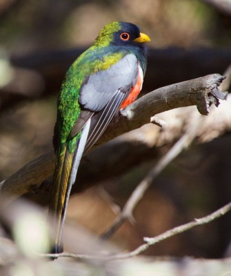 Birding Mexico, Bird watching Mexico, Oaxaca, Mexico, North American Birds, Naturalist Journeys, Wildlife Tour, Wildlife Photography, Ecotourism, Specialty Birds, Endemic Birds, Birding Hotspot 