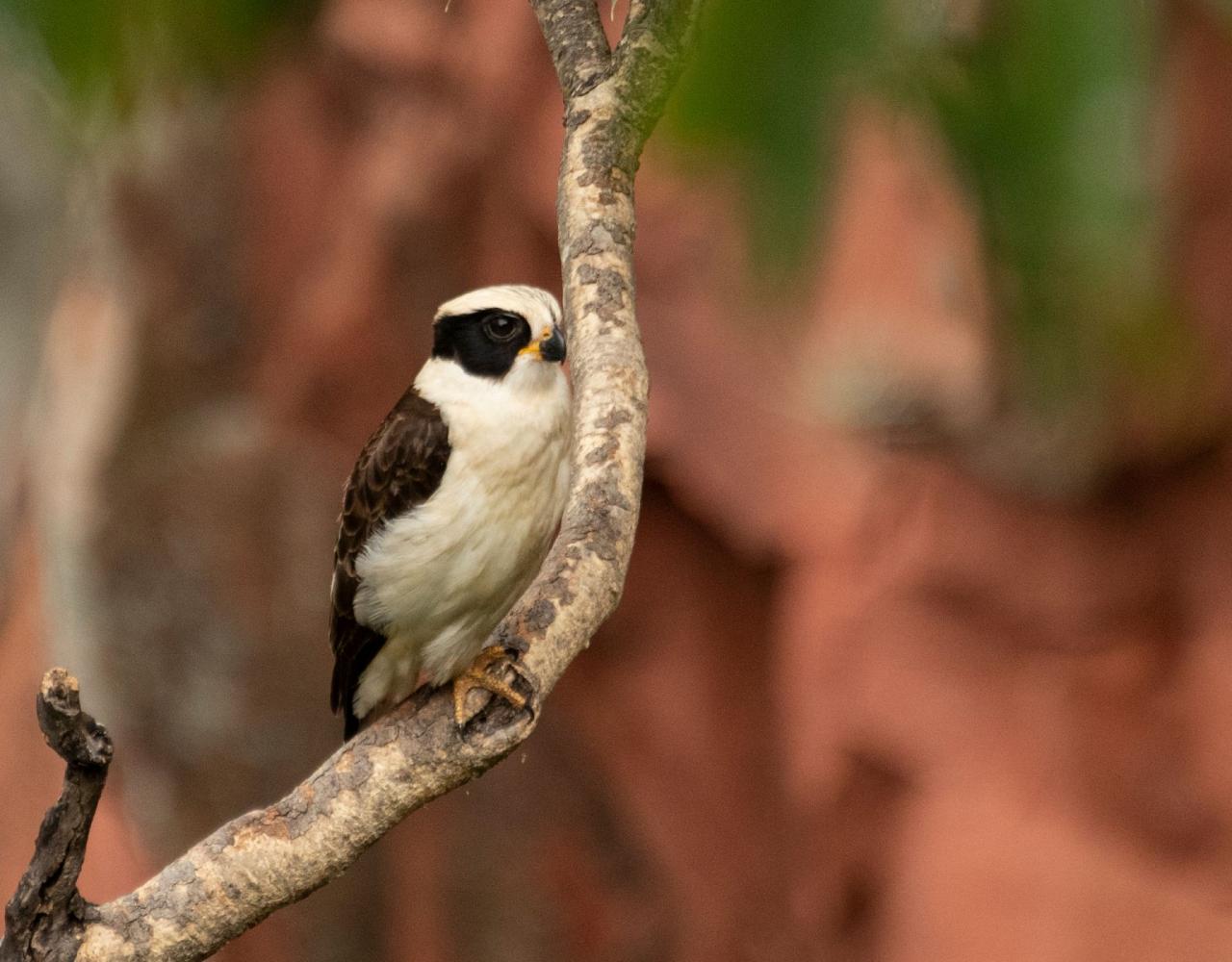 Birding Mexico, Bird watching Mexico, Oaxaca, Mexico, North American Birds, Naturalist Journeys, Wildlife Tour, Wildlife Photography, Ecotourism, Specialty Birds, Endemic Birds, Birding Hotspot 