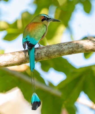 Turquoise-browed Motmot, Birding Honduras, Bird Watching Honduras, Central American Birds, Naturalist Journeys, Wildlife Tour, Wildlife Photography, Ecotourism, Specialty Birds, Endemic Birds, Birding Hotspot, Copan Ruins, Maya Ruins