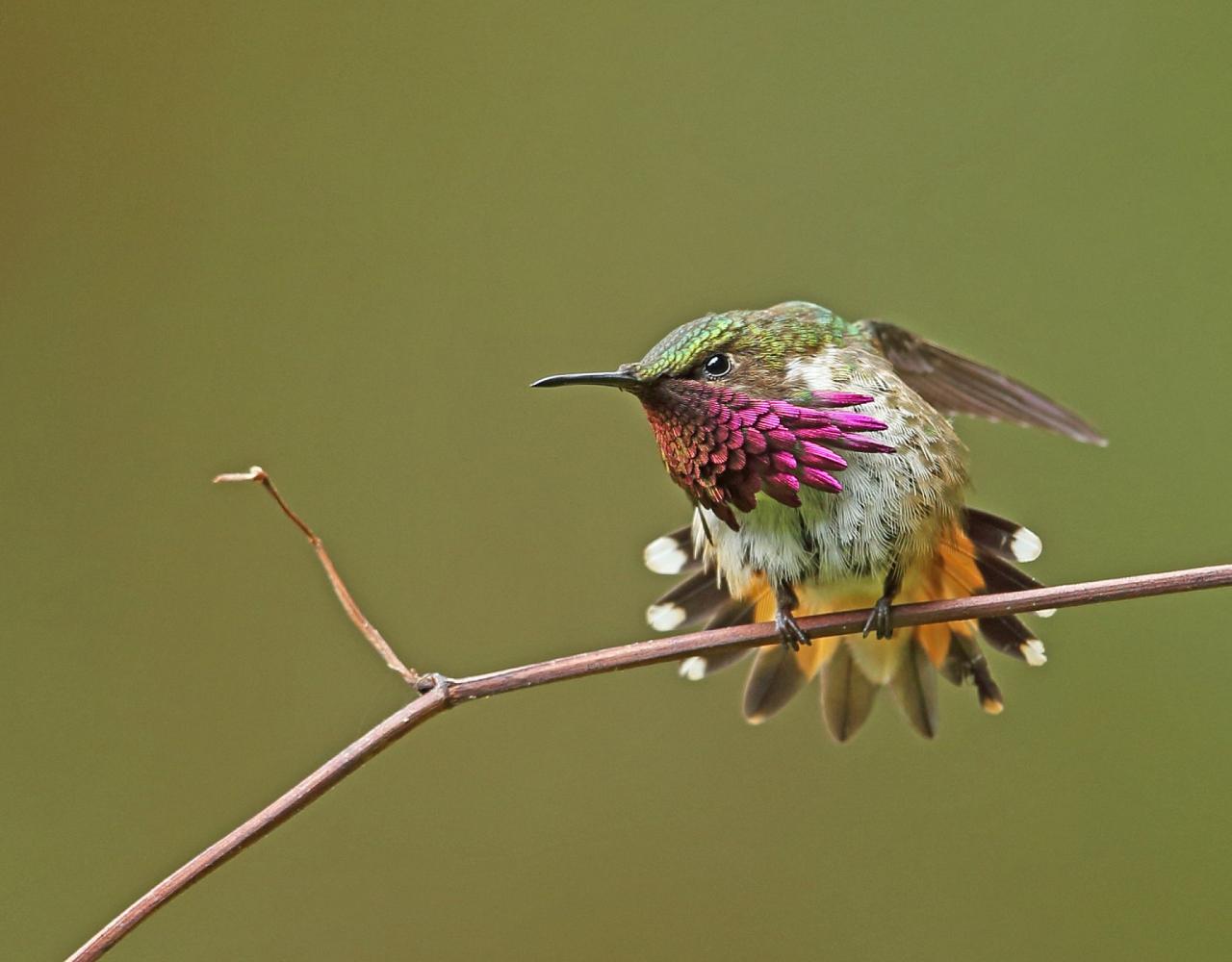 Birding Honduras, Bird Watching Honduras, Central American Birds, Naturalist Journeys, Wildlife Tour, Wildlife Photography, Ecotourism, Specialty Birds, Endemic Birds, Birding Hotspot, Copan Ruins, Maya Ruins