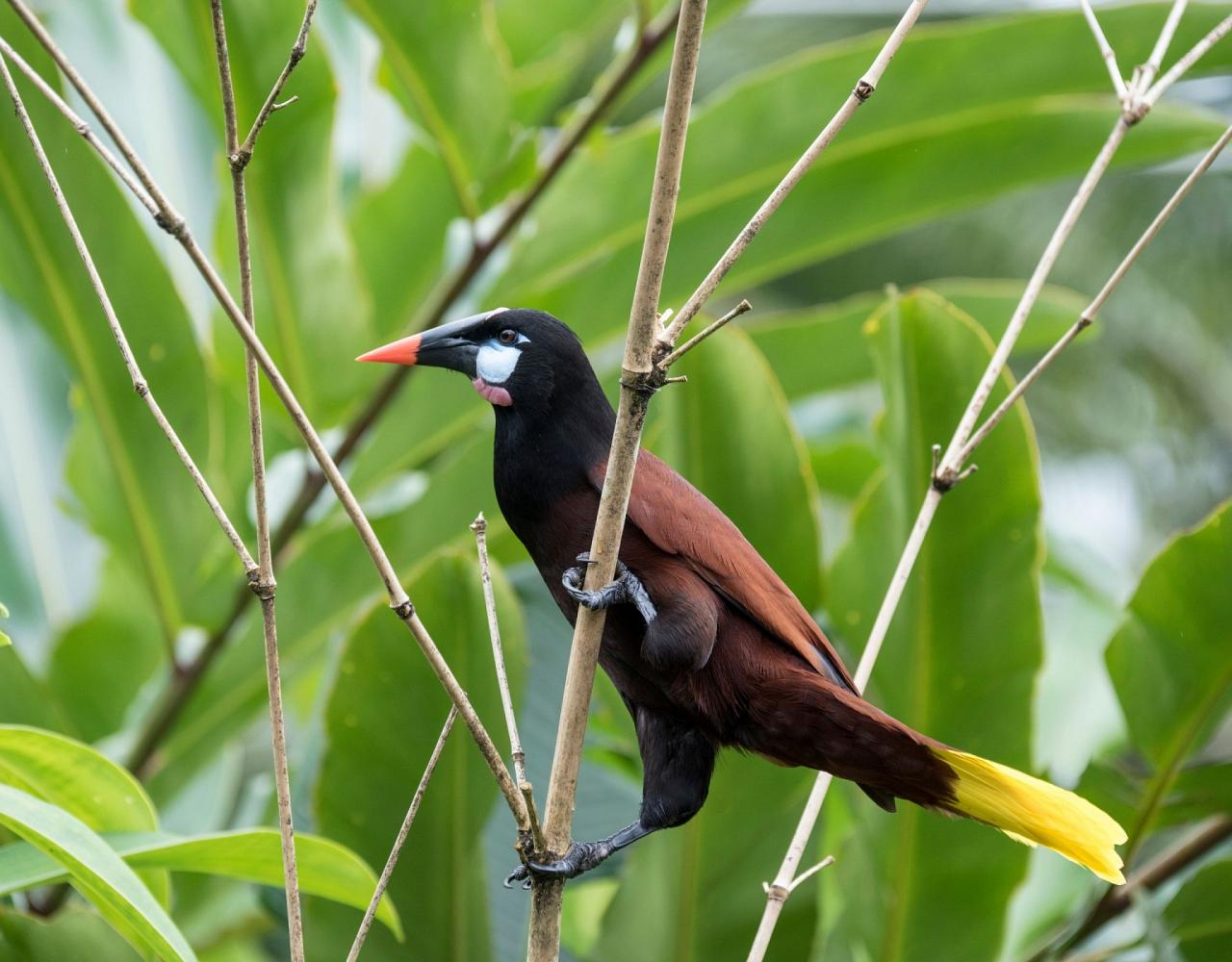 Birding Honduras, Bird Watching Honduras, Central American Birds, Naturalist Journeys, Wildlife Tour, Wildlife Photography, Ecotourism, Specialty Birds, Endemic Birds, Birding Hotspot, Copan Ruins, Maya Ruins