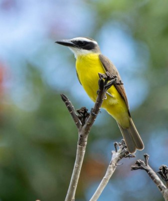 Birding Costa Rica, Costa Rica Nature, Central America, Bird watching Costa Rica, Neotropical Birds, Naturalist Journeys, Wildlife Tour, Wildlife Photography, Ecotourism, Specialty Birds, Birding Hotspot