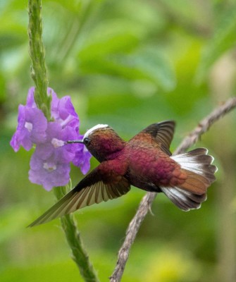 Birding Costa Rica, Costa Rica Nature, Central America, Bird watching Costa Rica, Neotropical Birds, Naturalist Journeys, Wildlife Tour, Wildlife Photography, Ecotourism, Specialty Birds, Birding Hotspot