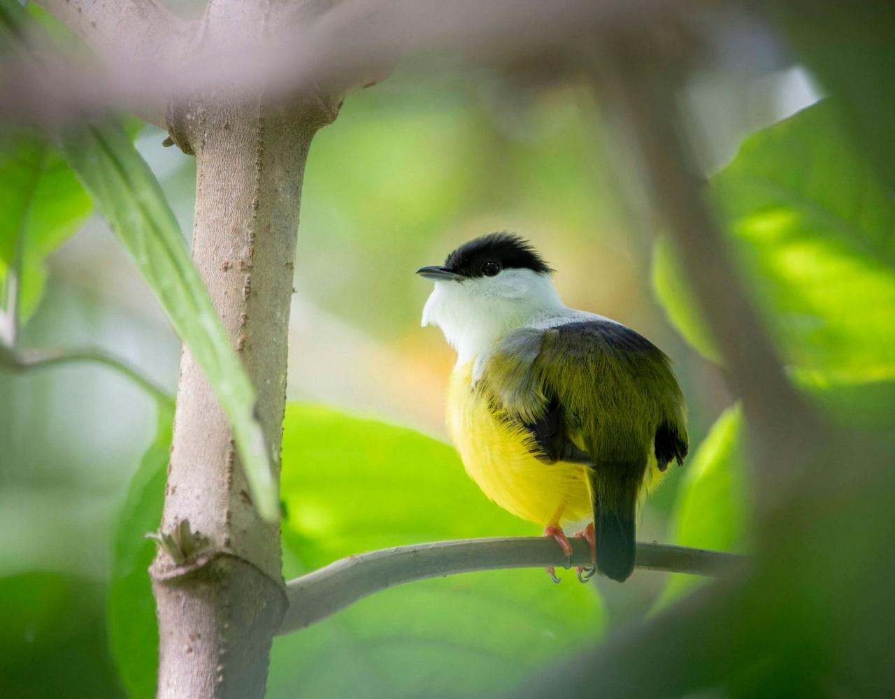 Birding Costa Rica, Costa Rica Nature, Central America, Bird watching Costa Rica, Neotropical Birds, Naturalist Journeys, Wildlife Tour, Wildlife Photography, Ecotourism, Specialty Birds, Birding Hotspot