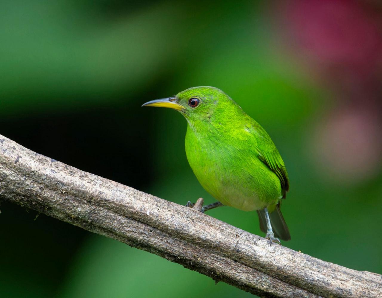 Birding Costa Rica, Costa Rica Nature, Central America, Bird watching Costa Rica, Neotropical Birds, Naturalist Journeys, Wildlife Tour, Wildlife Photography, Ecotourism, Specialty Birds, Birding Hotspot