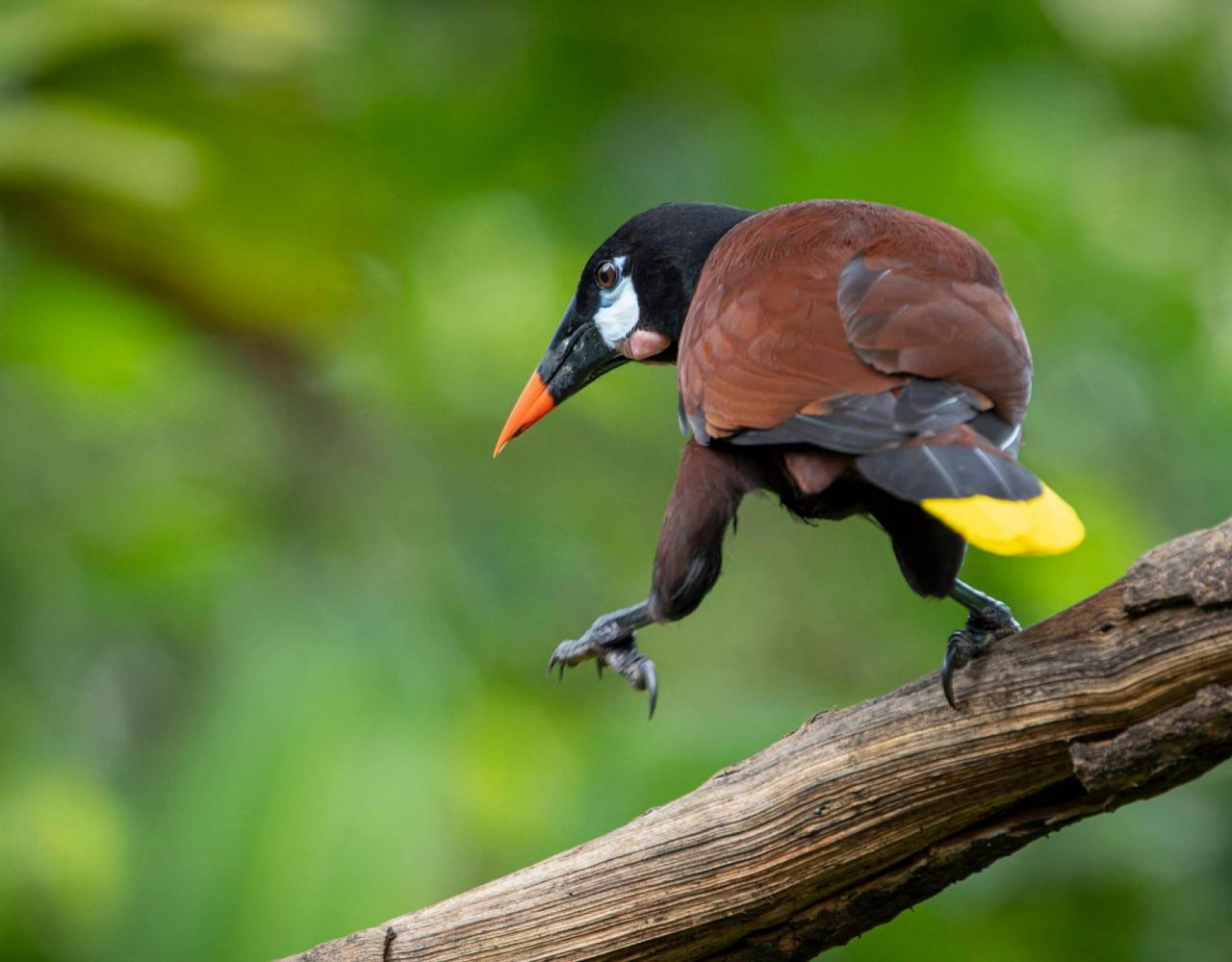 Birding Costa Rica, Costa Rica Nature, Central America, Bird watching Costa Rica, Neotropical Birds, Naturalist Journeys, Wildlife Tour, Wildlife Photography, Ecotourism, Specialty Birds, Birding Hotspot