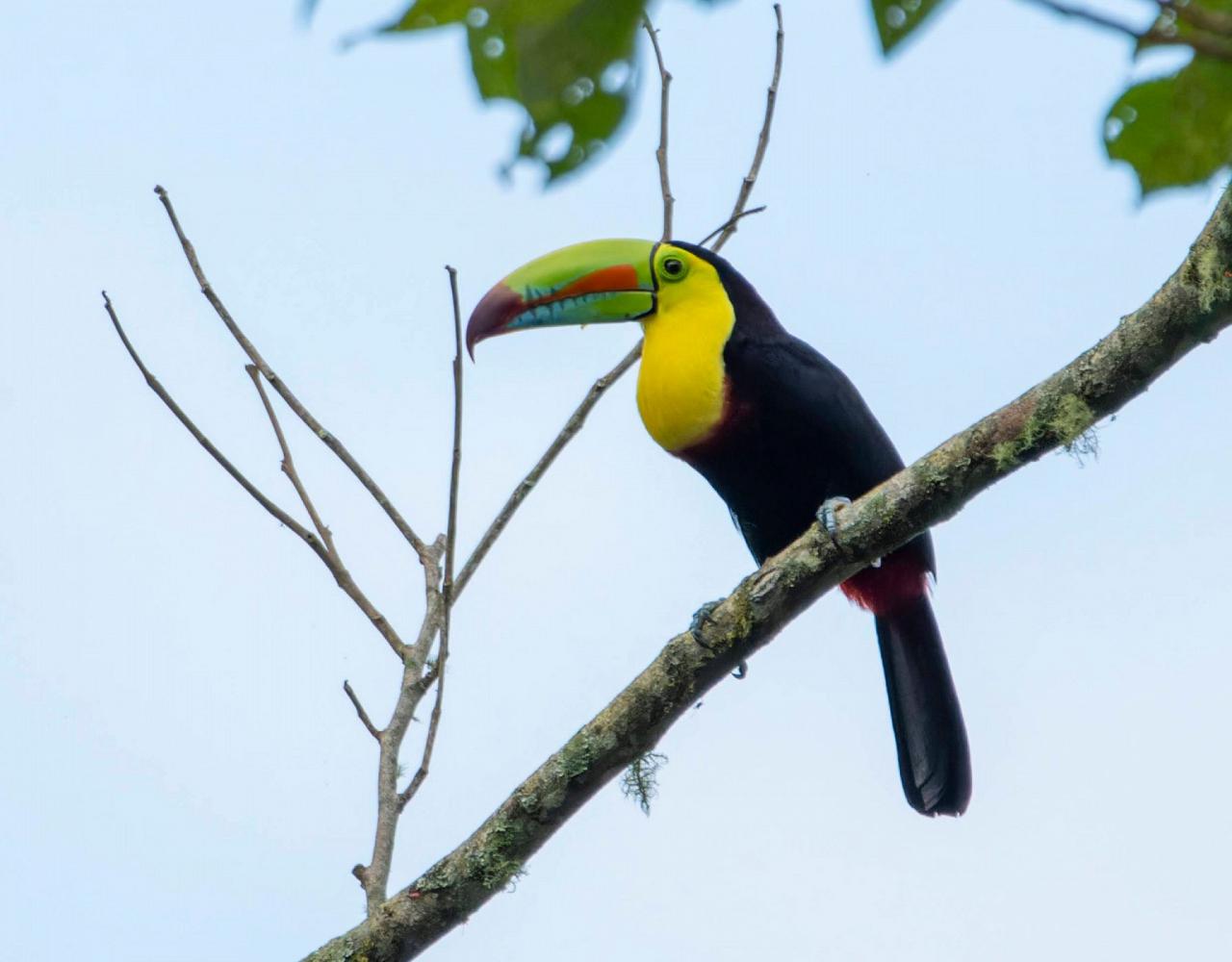 Birding Costa Rica, Costa Rica Nature, Central America, Bird watching Costa Rica, Neotropical Birds, Naturalist Journeys, Wildlife Tour, Wildlife Photography, Ecotourism, Specialty Birds, Birding Hotspot