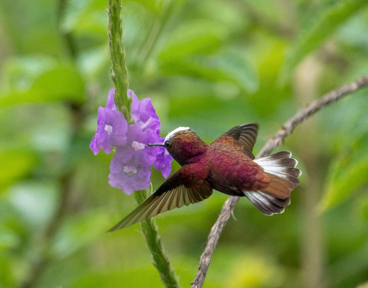 Birding Costa Rica, Costa Rica Nature, Central America, Bird watching Costa Rica, Neotropical Birds, Naturalist Journeys, Wildlife Tour, Wildlife Photography, Ecotourism, Specialty Birds, Birding Hotspot