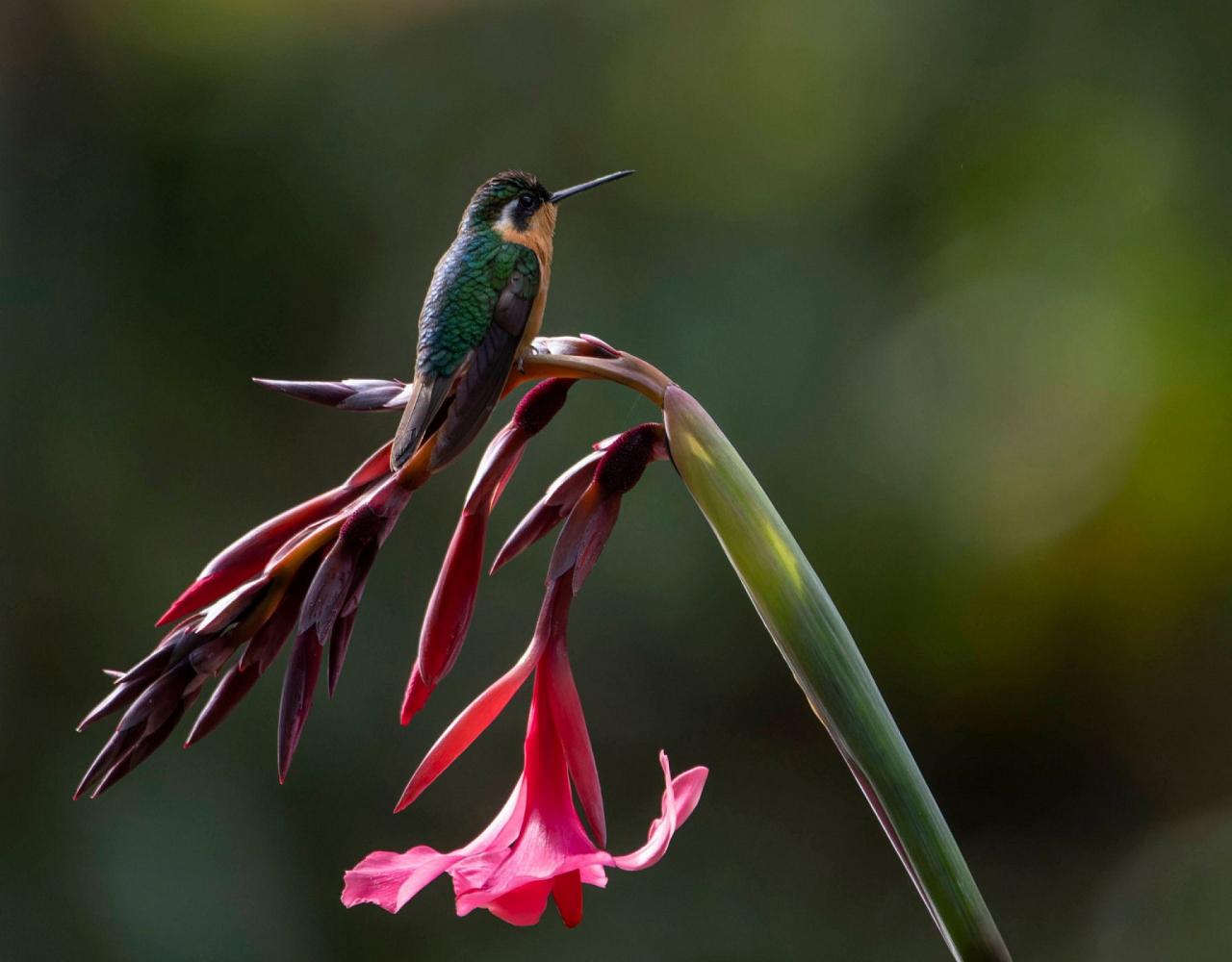 Birding Costa Rica, Costa Rica Nature, Central America, Bird watching Costa Rica, Neotropical Birds, Naturalist Journeys, Wildlife Tour, Wildlife Photography, Ecotourism, Specialty Birds, Birding Hotspot