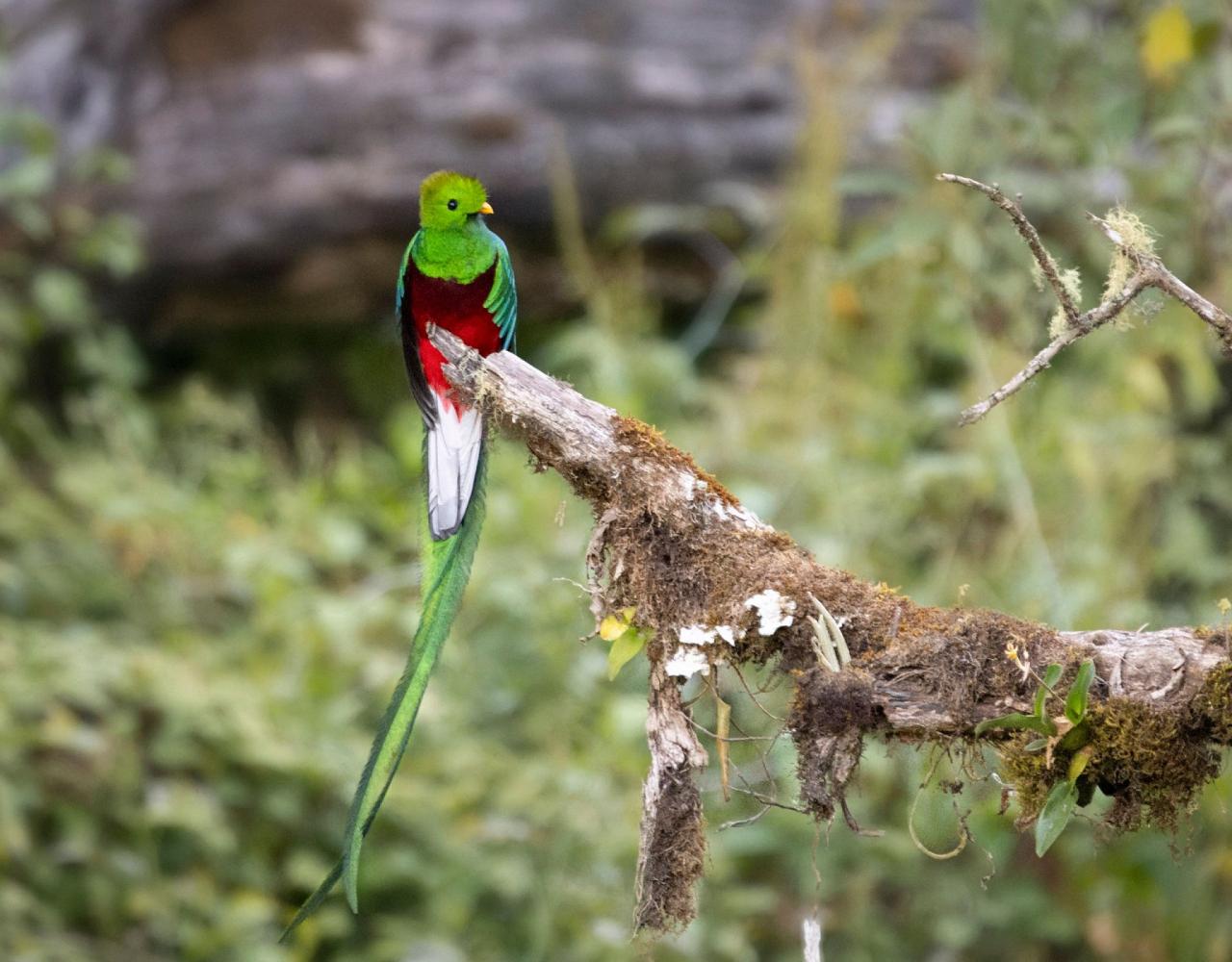 Birding Costa Rica, Costa Rica Nature, Central America, Bird watching Costa Rica, Neotropical Birds, Naturalist Journeys, Wildlife Tour, Wildlife Photography, Ecotourism, Specialty Birds, Birding Hotspot