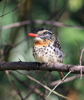 Spot-backed Puffbird, Birding Argentina, Bird watching, South America, Northwest Argentina, Naturalist Journeys, Wildlife Tour, Wildlife Photography, Ecotourism, Specialty Birds, Birding Hotspot