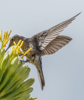 Giant Hummingbird, Birding Argentina, Bird watching, South America, Northwest Argentina, Naturalist Journeys, Wildlife Tour, Wildlife Photography, Ecotourism, Specialty Birds, Birding Hotspot