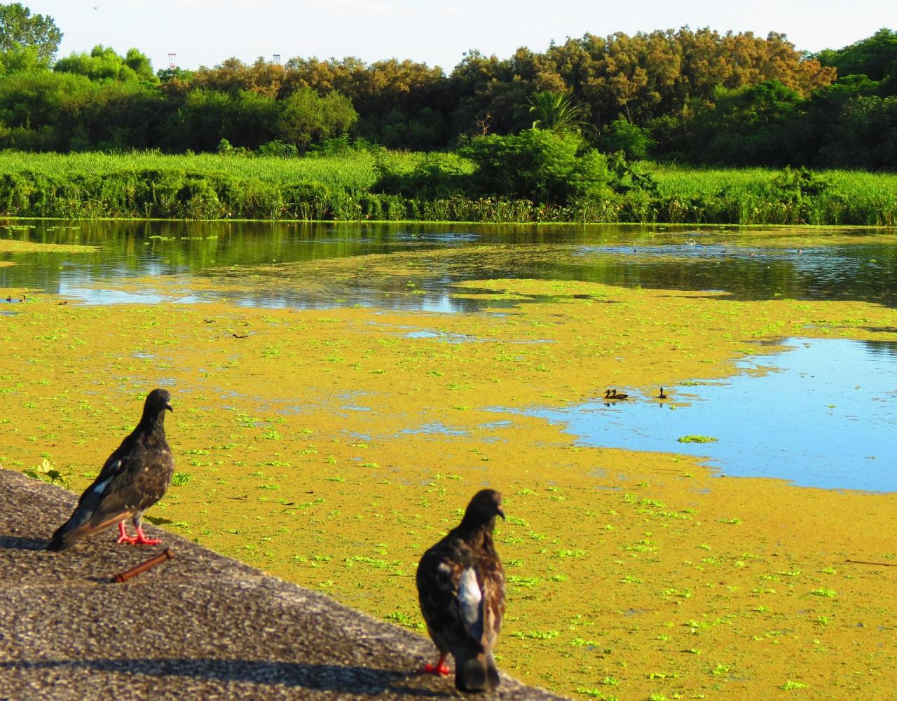 Birding Argentina, Bird watching, South America, Northwest Argentina, Naturalist Journeys, Wildlife Tour, Wildlife Photography, Ecotourism, Specialty Birds, Birding Hotspot