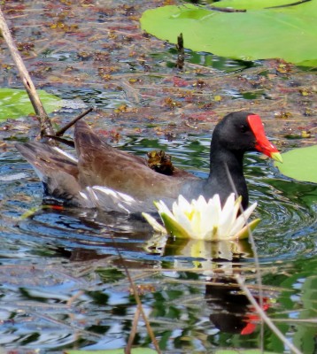 Birding Georgia, Bird Watching Georgia, North American Birds, Naturalist Journeys, Wildlife Tour, Wildlife Photography, Ecotourism, Specialty Birds, Endemic Birds, Birding Hotspot, Migration, Little St. Simons Island