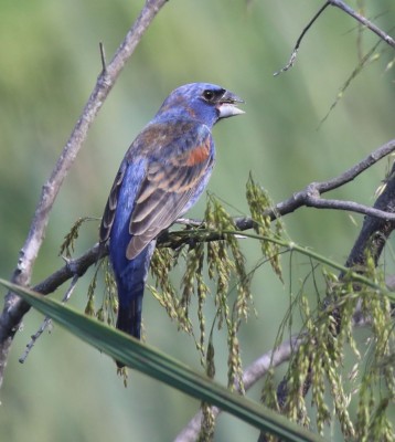 Birding Georgia, Bird Watching Georgia, North American Birds, Naturalist Journeys, Wildlife Tour, Wildlife Photography, Ecotourism, Specialty Birds, Endemic Birds, Birding Hotspot, Migration, Little St. Simons Island