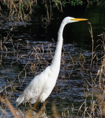 Birding Georgia, Bird Watching Georgia, North American Birds, Naturalist Journeys, Wildlife Tour, Wildlife Photography, Ecotourism, Specialty Birds, Endemic Birds, Birding Hotspot, Migration, Little St. Simons Island