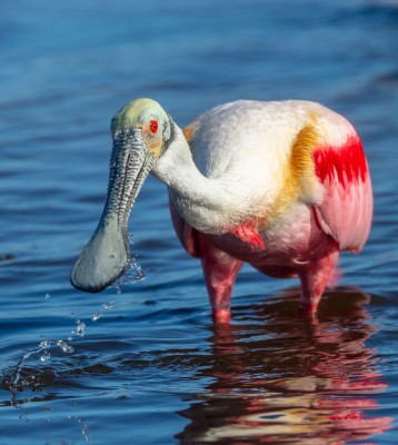 Birding Georgia, Bird Watching Georgia, North American Birds, Naturalist Journeys, Wildlife Tour, Wildlife Photography, Ecotourism, Specialty Birds, Endemic Birds, Birding Hotspot, Migration, Little St. Simons Island