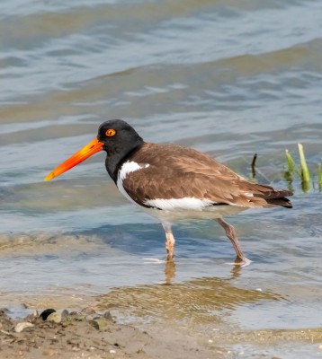 Birding Georgia, Bird Watching Georgia, North American Birds, Naturalist Journeys, Wildlife Tour, Wildlife Photography, Ecotourism, Specialty Birds, Endemic Birds, Birding Hotspot, Migration, Little St. Simons Island