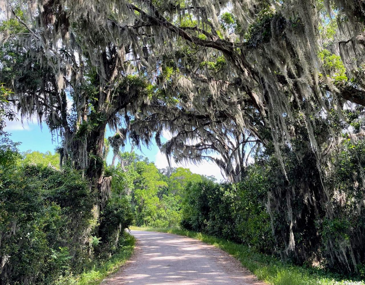 Birding Georgia, Bird Watching Georgia, North American Birds, Naturalist Journeys, Wildlife Tour, Wildlife Photography, Ecotourism, Specialty Birds, Endemic Birds, Birding Hotspot, Migration, Little St. Simons Island