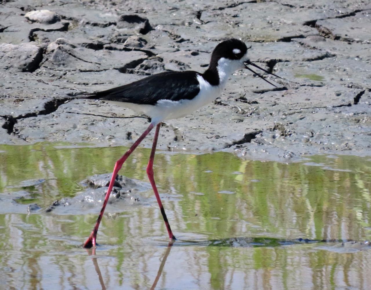 Birding Georgia, Bird Watching Georgia, North American Birds, Naturalist Journeys, Wildlife Tour, Wildlife Photography, Ecotourism, Specialty Birds, Endemic Birds, Birding Hotspot, Migration, Little St. Simons Island