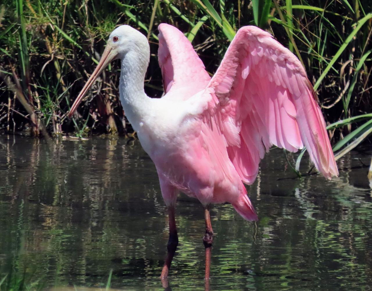 Birding Georgia, Bird Watching Georgia, North American Birds, Naturalist Journeys, Wildlife Tour, Wildlife Photography, Ecotourism, Specialty Birds, Endemic Birds, Birding Hotspot, Migration, Little St. Simons Island