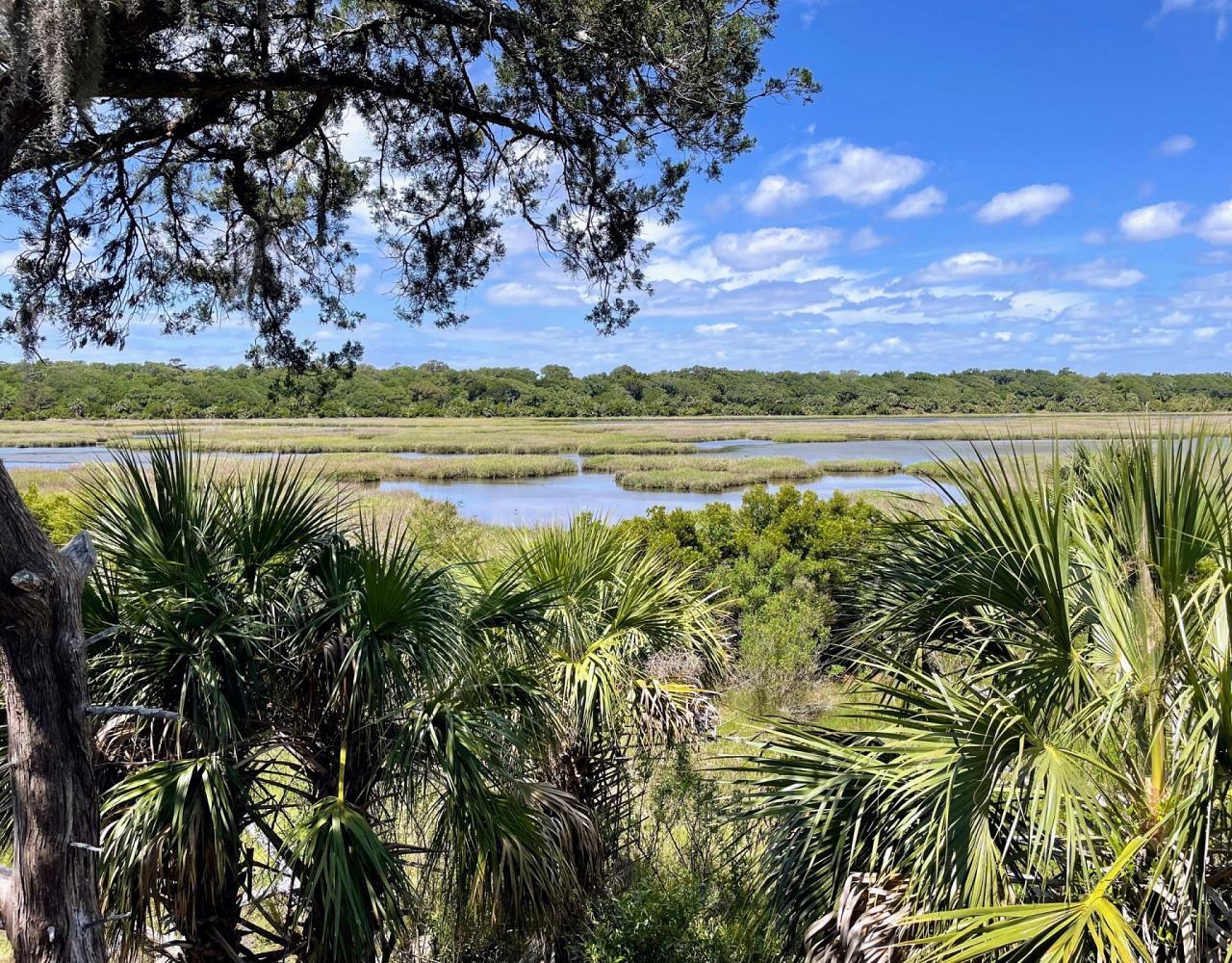 Birding Georgia, Bird Watching Georgia, North American Birds, Naturalist Journeys, Wildlife Tour, Wildlife Photography, Ecotourism, Specialty Birds, Endemic Birds, Birding Hotspot, Migration, Little St. Simons Island