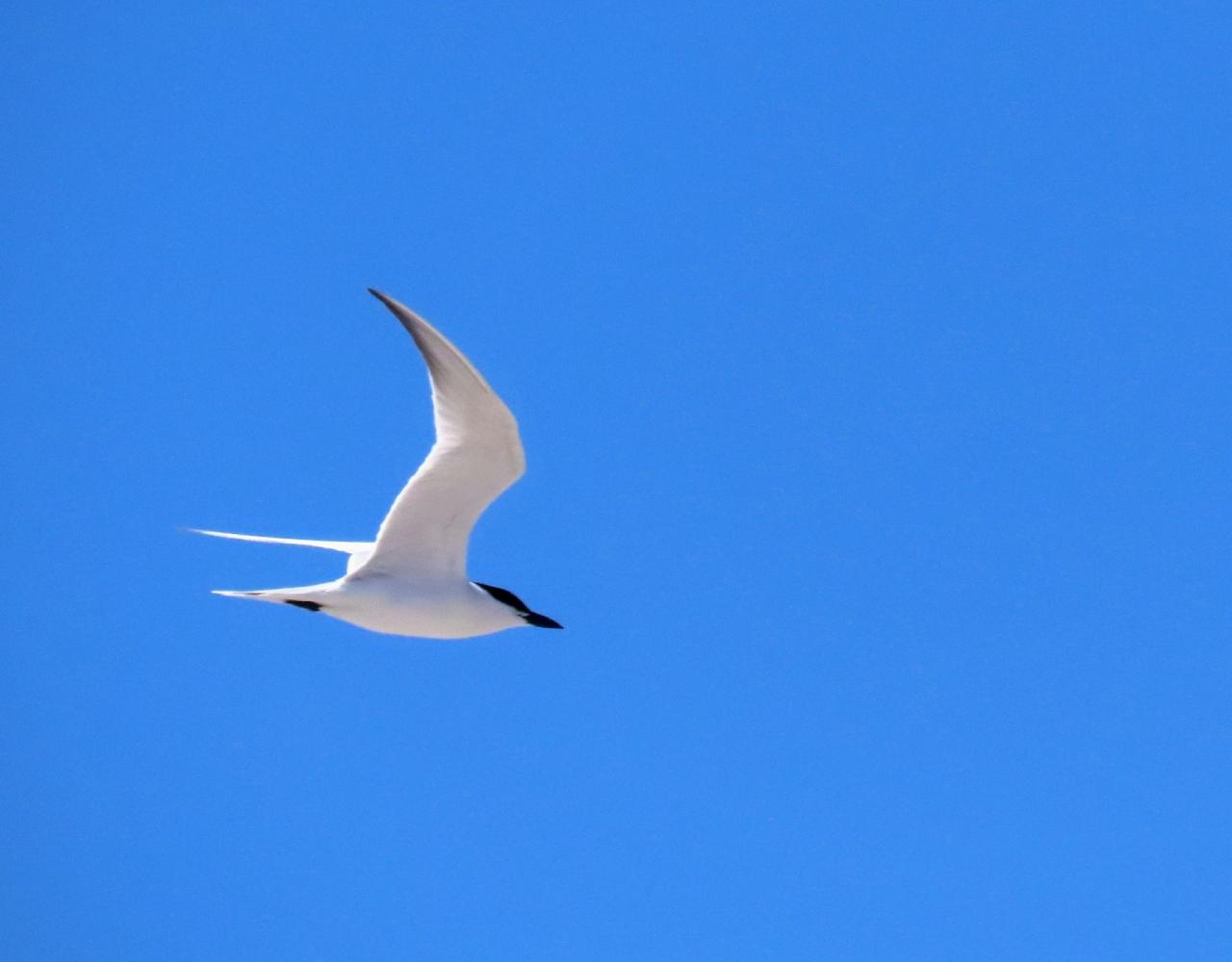 Birding Georgia, Bird Watching Georgia, North American Birds, Naturalist Journeys, Wildlife Tour, Wildlife Photography, Ecotourism, Specialty Birds, Endemic Birds, Birding Hotspot, Migration, Little St. Simons Island