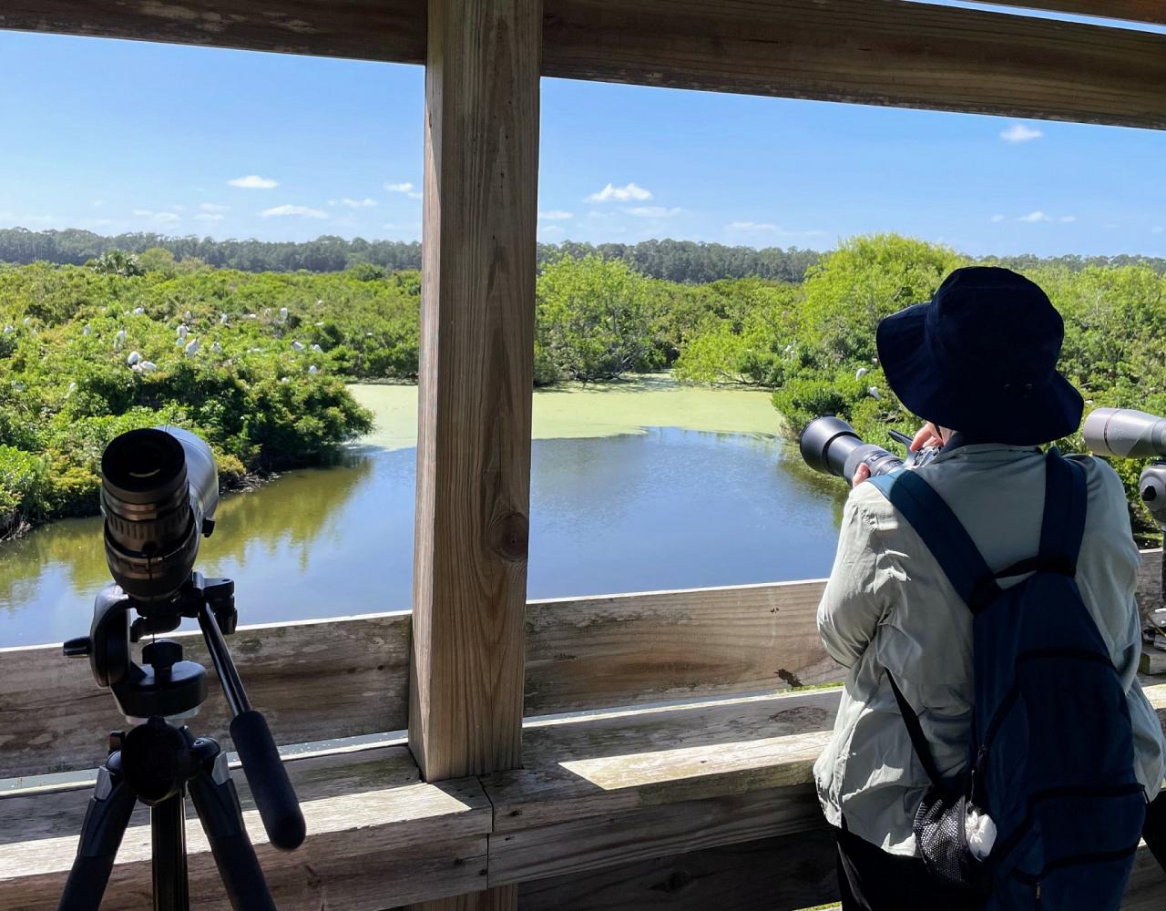 Birding Georgia, Bird Watching Georgia, North American Birds, Naturalist Journeys, Wildlife Tour, Wildlife Photography, Ecotourism, Specialty Birds, Endemic Birds, Birding Hotspot, Migration, Little St. Simons Island