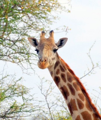 Giraffe, Birding Tanzania, Bird watching Tanzania, African birds, Naturalist Journeys, Wildlife Tour, Wildlife Photography, Ecotourism, Specialty Birds, Endemic Birds, Birding Hotspot, Ngorongoro Crater, Arusha National Park