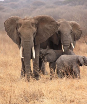 Elephants, Birding Tanzania, Bird watching Tanzania, African birds, Naturalist Journeys, Wildlife Tour, Wildlife Photography, Ecotourism, Specialty Birds, Endemic Birds, Birding Hotspot, Ngorongoro Crater, Arusha National Park